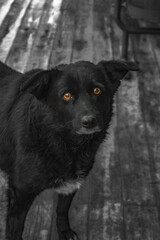 A black dog with expressive amber eyes stands on a weathered wooden floor. Its fur is slightly damp, contrasts with the muted background, creating a striking visual focus.