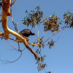 Vulture on a tree branch, black and white, Guatape, Colombia.