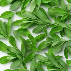 Obraz premium A vibrant arrangement of fresh green leaves, showcasing their rich texture and natural beauty. Ideal for designs related to nature, health, and wellness.