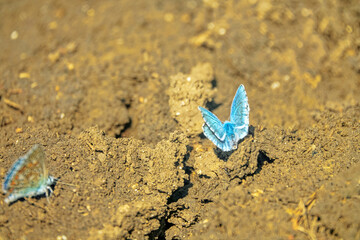 Interactions of two adorable blue butterflies. Common blue (Lycaena icarus, Polyommatus icarus, males). Steppe of Kerch Peninsula, Crimea