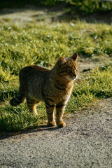 A tabby cat stands on a green grass patch beside a path, sunlight highlighting its fur. Its attentive pose suggests curiosity as it surveys its surroundings.