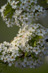 A close-up of delicate white flowers clustered together, with a few green leaves, set against a softly blurred background. The petals are small, intricate, and exhibit subtle hues.