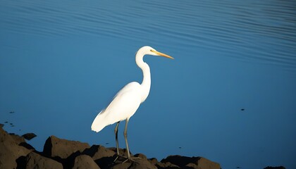 Obraz premium Serene Morning, Elegant Egret by the Waterside.