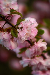 A close-up of delicate pink cherry blossoms blooms against a softly blurred green background, capturing the beauty of spring with tender petals and lush foliage.