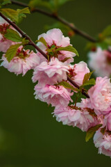 Delicate pink cherry blossoms cluster on slender branches, reminiscent of spring’s bloom. Soft green leaves accentuate the floral display, creating a serene composition against a blurred background.