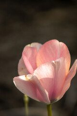 A delicate pink flower stands tall against a blurred, dark background, showcasing its soft petals and vibrant hues, surrounded by subtle green stalks.