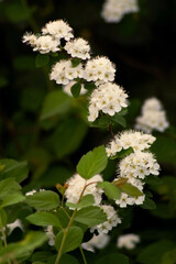 a vibrant cluster of delicate white flowers surrounded by lush green leaves, creating a serene and natural atmosphere that evokes tranquility.