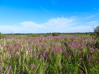 Obraz premium Lythrum salicaria | Purple Loosestrife | Native Eurasian | Invasive North American Wetland Wildflower