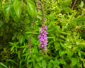 Lythrum salicaria | Purple Loosestrife | Native Eurasian | Invasive North American Wetland Wildflower