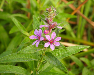 Lythrum salicaria | Purple Loosestrife | Native Eurasian | Invasive North American Wetland Wildflower
