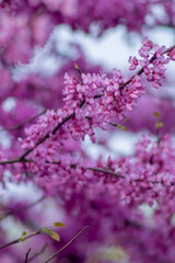 A close-up of delicate pink flowers blooms vibrantly against a blurred purple backdrop, showcasing intricate petals and budding leaves in soft focus and natural light.