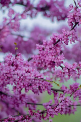 A vibrant display of blooming pink flowers fills the image, with clusters of delicate petals clustered on slender branches. A soft, blurred green background enhances their beauty.