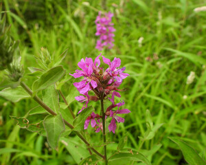 Lythrum salicaria | Purple Loosestrife | Native Eurasian | Invasive North American Wetland Wildflower