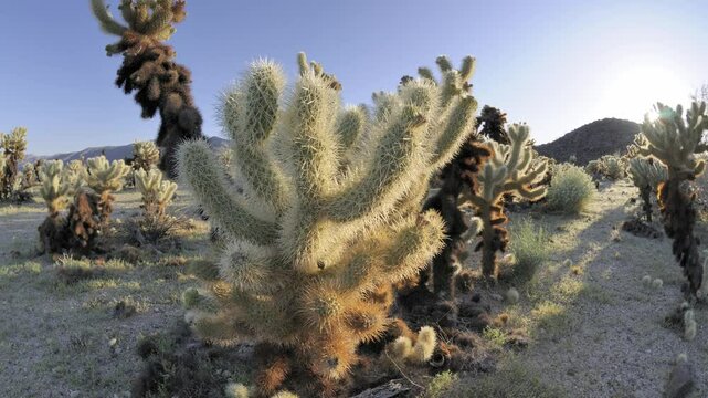 Teddy-bear Cholla, Cylindropuntia bigelovii, Joshua Tree National Park, California