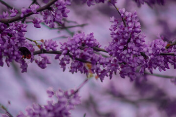A close-up view of beautiful purple flowers blooming on a tree branch, delicate petals partially open, creating a stunning display against a soft, blurred background.