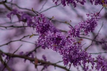 A close-up view of beautiful purple flowers blooming on a tree branch, delicate petals partially open, creating a stunning display against a soft, blurred background.