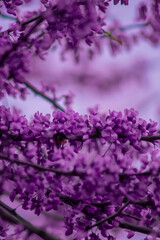 A close-up view of beautiful purple flowers blooming on a tree branch, delicate petals partially open, creating a stunning display against a soft, blurred background.
