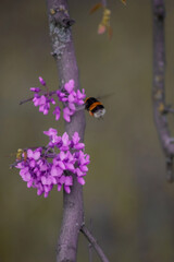 A close-up shows a bumblebee hovering near vibrant purple flowers. The delicate petals contrast beautifully with the bee's fuzzy, deep-set stripes, highlighting nature's intricate details