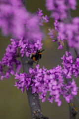 A close-up shows a bumblebee hovering near vibrant purple flowers. The delicate petals contrast beautifully with the bee's fuzzy, deep-set stripes, highlighting nature's intricate details