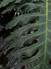 Close-up detail of Philodendron leaf.  Group background of dark green tropical leaves  monstera. Tropical plant native to South America.  Leaves in the garden. 