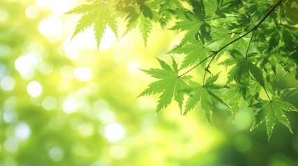 Fototapeta premium Vibrant Green Maple Leaves Basking in Sunlight: A Serene Springtime Scene