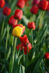 A vibrant field of tulips showcases a mix of bold red and a single bright yellow flower standing out amidst lush green leaves under warm sunlight, creating a stunning spring scene