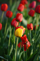 A vibrant field of tulips showcases a mix of bold red and a single bright yellow flower standing out amidst lush green leaves under warm sunlight, creating a stunning spring scene