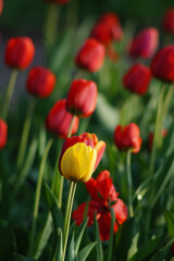 A vibrant field of tulips showcases a mix of bold red and a single bright yellow flower standing out amidst lush green leaves under warm sunlight, creating a stunning spring scene