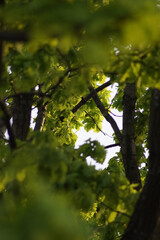 a close-up of vibrant green oak leaves on a branch, illuminated by soft sunlight filtering through an out-of-focus background, creating a serene and tranquil atmosphere