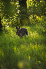 a rabbit sitting quietly in lush green grass, illuminated by soft sunlight filtering through trees, creating a tranquil woodland atmosphere