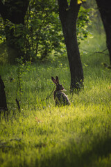 a rabbit sitting quietly in lush green grass, illuminated by soft sunlight filtering through trees, creating a tranquil woodland atmosphere