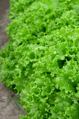 fresh green lettuce in the garden