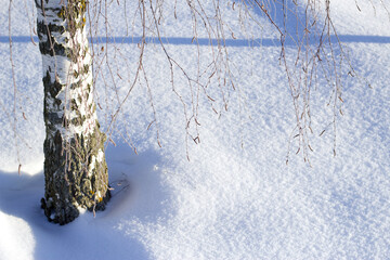 birch tree trunk in deep snow in sunny frosty winter day