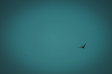 A lone bird glides gracefully through a vast, serene sky, colored in soft teal. The simplicity of the scene evokes a sense of freedom and tranquility, with minimal distractions.