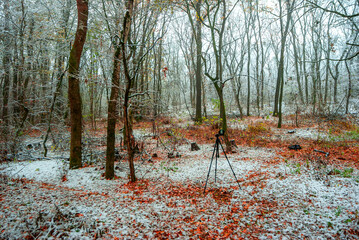 Snow covered trees in the beautiful autumn forest, snow at the autumn time. landscape in the woodlands.Trees with fog and mist weather, yellow and orange leaves on the ground,frozen time
