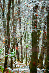 Snow covered trees in the beautiful autumn forest, snow at the autumn time. landscape in the woodlands.Trees with fog and mist weather, yellow and orange leaves on the ground,frozen time 
