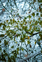 Snow covered trees in the beautiful autumn forest, snow at the autumn time. landscape in the woodlands.Trees with fog and mist weather, yellow and orange leaves on the ground,frozen time 