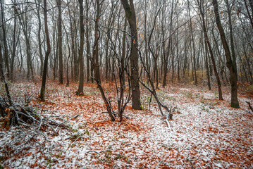 Snow in the forest at the autumn time,snow covered trees with leaves on the ground.Mystery atmospheric , wild nature in Ukraine.Beautiful snowy and misty weather,maple woodlands .