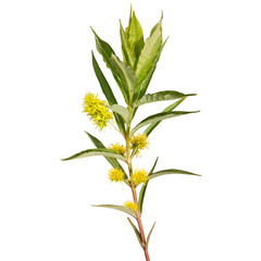Lysimachia thyrsiflora | Tufted Loosestrife | Native North American Wetland Wildflower Isolated on White Background