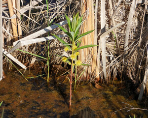 Lysimachia thyrsiflora | Tufted Loosestrife | Native North American Wetland Wildflower