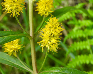 Lysimachia thyrsiflora | Tufted Loosestrife | Native North American Wetland Wildflower