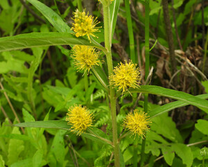 Lysimachia thyrsiflora | Tufted Loosestrife | Native North American Wetland Wildflower
