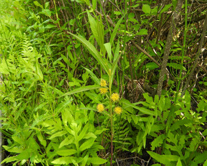 Lysimachia thyrsiflora | Tufted Loosestrife | Native North American Wetland Wildflower