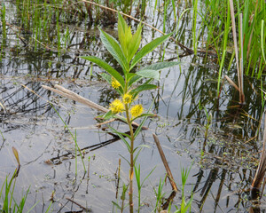 Lysimachia thyrsiflora | Tufted Loosestrife | Native North American Wetland Wildflower