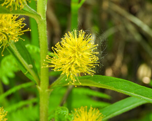 Lysimachia thyrsiflora | Tufted Loosestrife | Native North American Wetland Wildflower