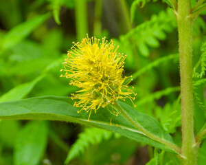 Lysimachia thyrsiflora | Tufted Loosestrife | Native North American Wetland Wildflower