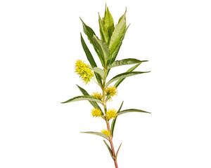 Lysimachia thyrsiflora | Tufted Loosestrife | Native North American Wetland Wildflower Isolated on...