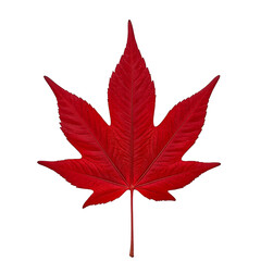 Vibrant red Japanese maple leaf isolated on white
