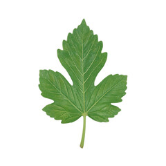 Fototapeta premium Vibrant green serrated strawberry leaf with three leaflets