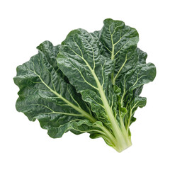 Fresh crinkled kale leaf with dark green ridges and a curly edge